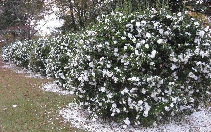  Mine No Yuki Camellia Sasanqua - 1 Gallon Pot
