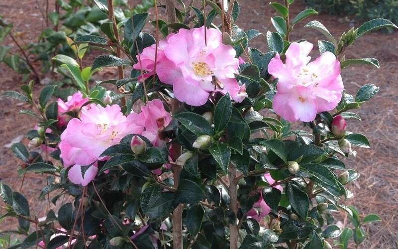  October Magic Orchid Camellia - 3 Gallon Pot