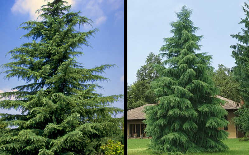  Deodar Cedar Tree - 7 Gallon Pot