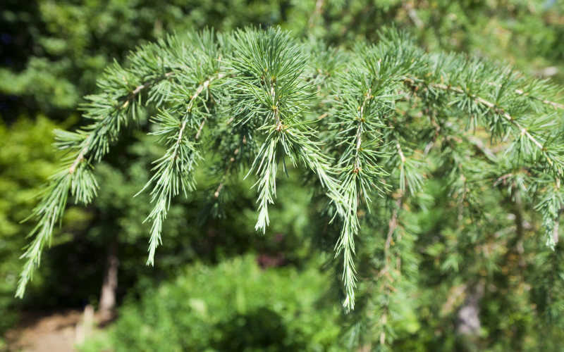  Deodar Cedar - 3 Gallon Pot
