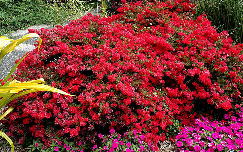  Cherry Dazzle Dwarf Crape Myrtle - 1 Gallon Pot