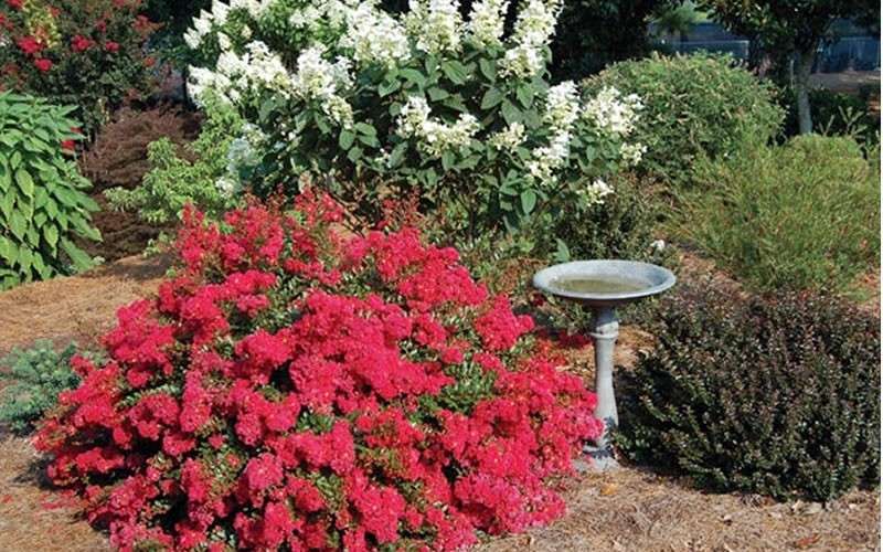  Cherry Dazzle Dwarf Crape Myrtle - 1 Gallon Pot