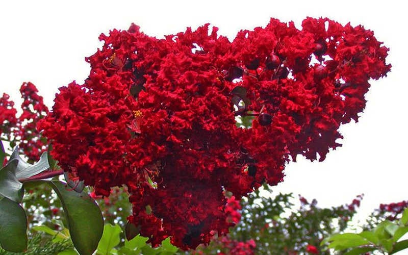  Dynamite Red Crape Myrtle - 7 Gallon Pot (3-4')