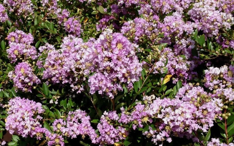  Early Bird Lavender Crape Myrtle - 3 Gallon Pot