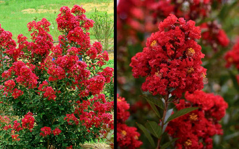  Enduring Summer Red Crape Myrtle - 1 Gallon Pot