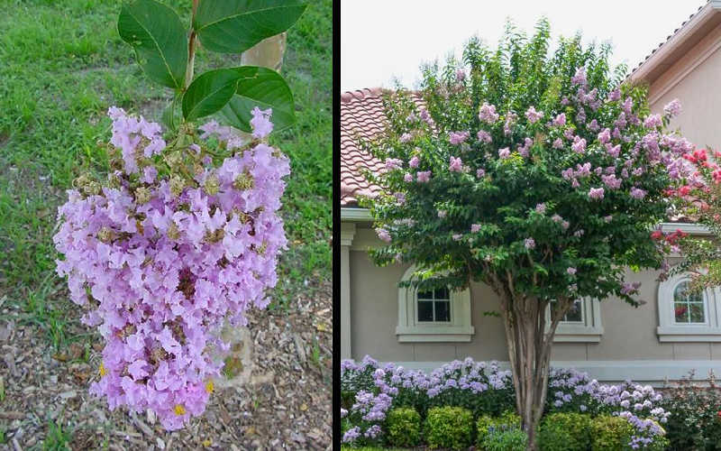  Muskogee Lavender Crape Myrtle - 1 Gallon Pot