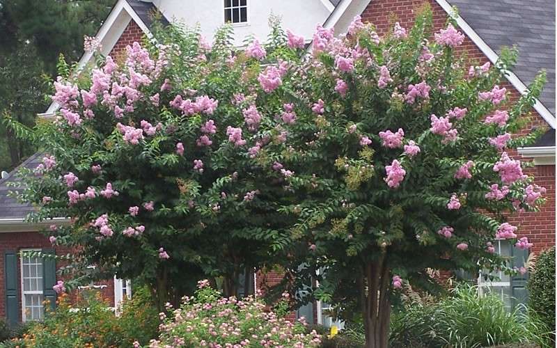  Muskogee Lavender Crape Myrtle - 1 Gallon Pot