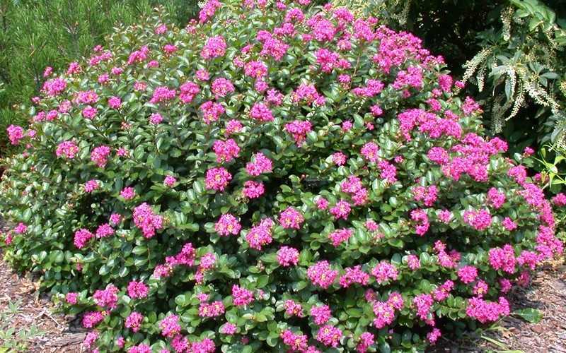  Pocomoke Dwarf Crape Myrtle - 3 Gallon Pot