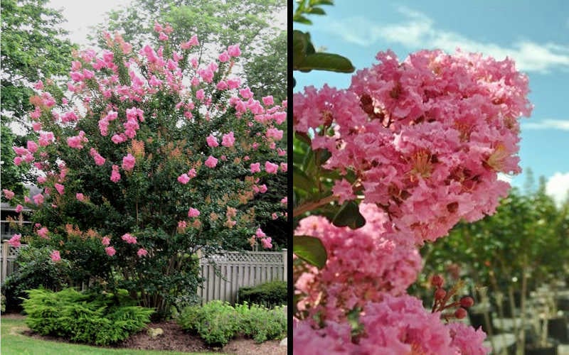  Sioux Pink Crape Myrtle - 1 Gallon Pot