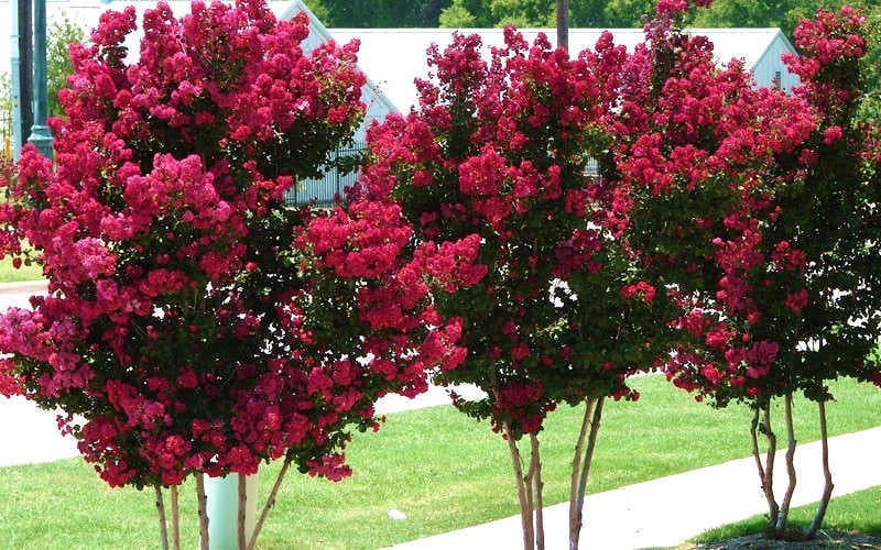  Tonto Red Crape Myrtle - 5 Gallon Pot
