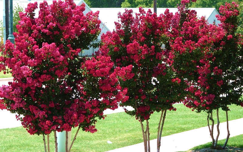  Tonto Red Crape Myrtle - 5 Gallon Pot