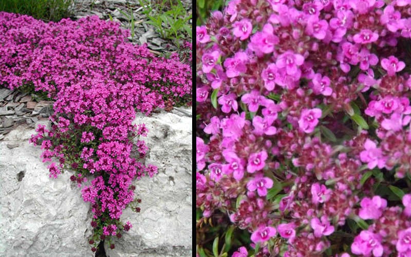  Red Creeping Thyme - Thymus Praecox 'Coccineus' - 10 Pack Of Pint Pots