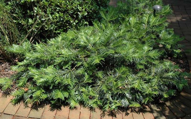  Creeping Japanese Plum Yew (Cephalotaxus Harringtonia 'Prostrata') - 2.5 Quart Pot