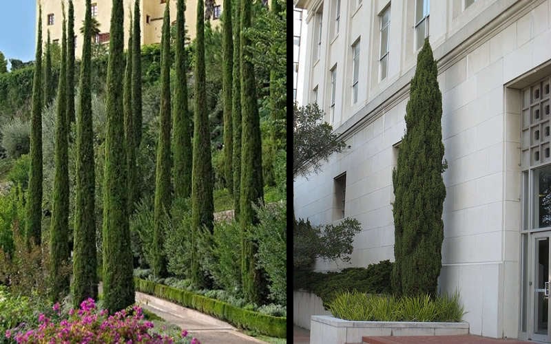  Italian Cypress - 3 Gallon Pot