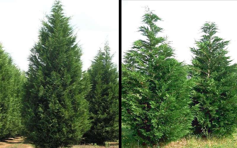  Leyland Cypress - 1 Gallon Pot