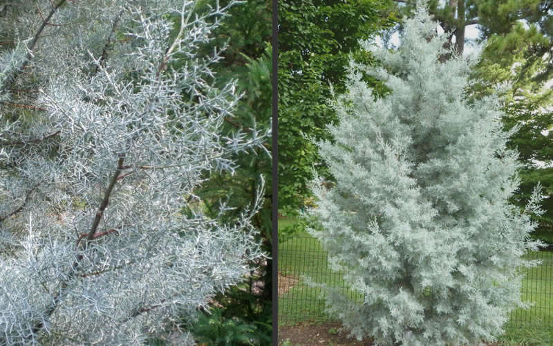  Silver Smoke Arizona Cypress - 3 Gallon Pot