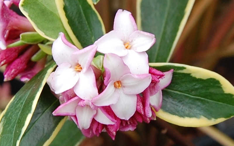  Variegated Pink Winter Daphne - Single Trunk Topiary Tree - 1 Gallon Pot