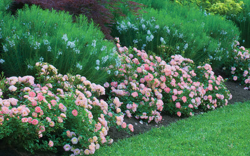  Apricot Drift Dwarf Rose - 3 Gallon Pot