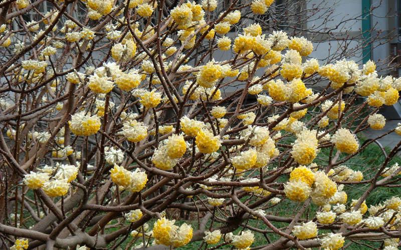  Edgeworthia Chrysantha - Paper Bush - 3 Gallon