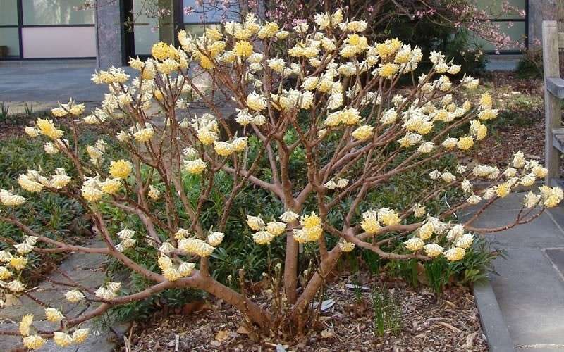  Winter Gold Edgeworthia Chrysantha (Paper Bush) - 7 Gallon Pot