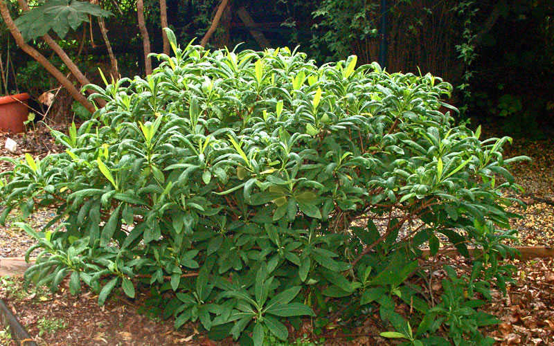  Winter Gold Edgeworthia Chrysantha (Paper Bush) - 7 Gallon Pot