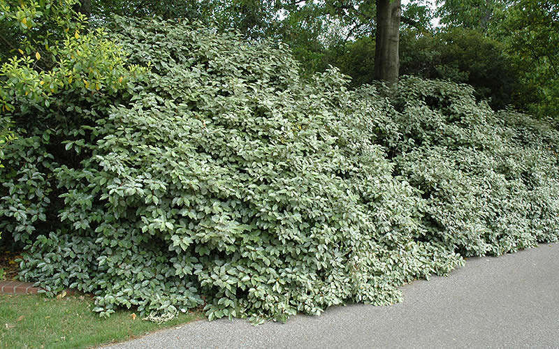  Fruitland Elaeagnus(Silverberry) - 1 Gallon Pot