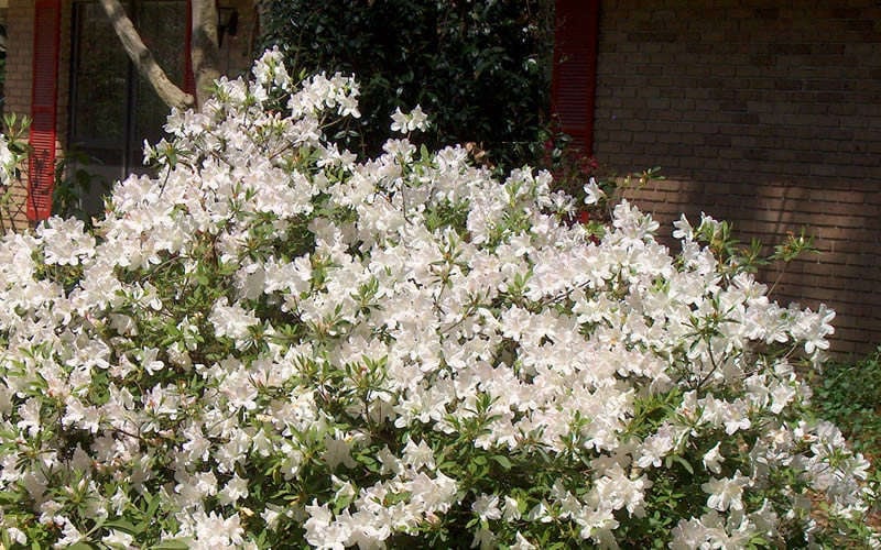  Autumn Ivory Encore Azalea - 2 Gallon Pot