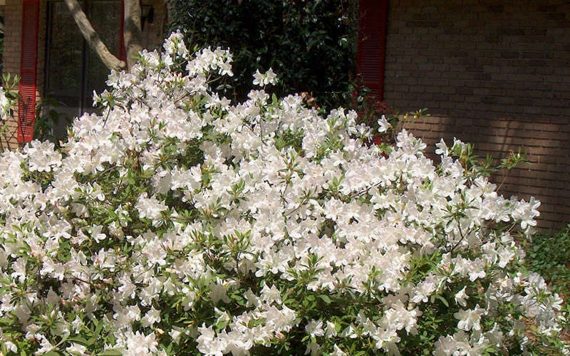  Autumn Ivory Encore Azalea - 6 Pack Of 1 Gallon Pots