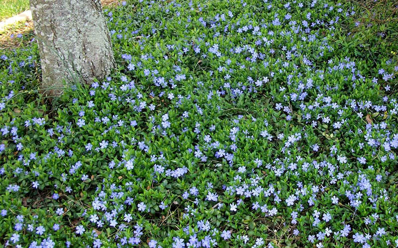  Evergreen Periwinkle - Vinca Minor - 18 Count Flat Of Pint Pots