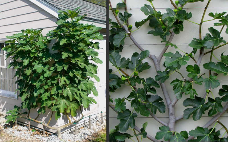  Brown Turkey Fig Tree - 6 Pack Of 1 Gallon Pots