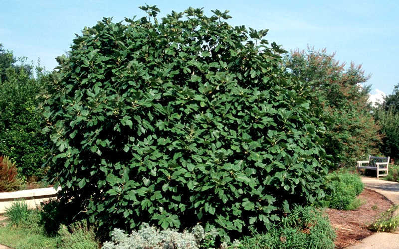  Brown Turkey Fig Tree - 3 Gallon Pot