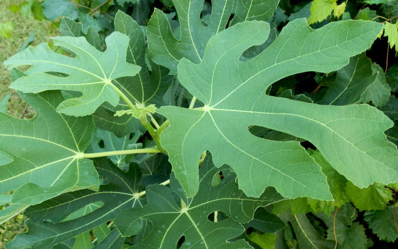  Brown Turkey Fig Tree (Single Trunk Tree Form) - 5 Gallon Pot