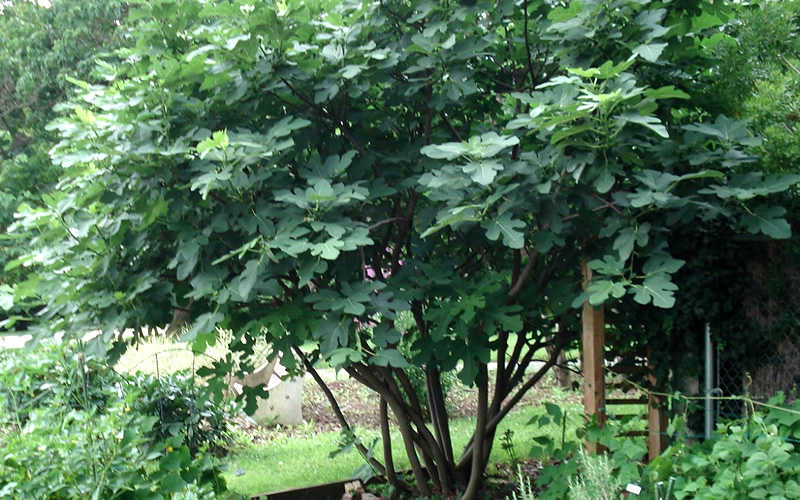  Brown Turkey Fig Tree - 3 Gallon Pot