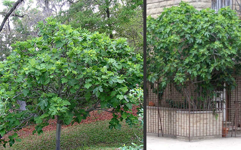  Brown Turkey Fig Tree - 2.5 Gallon Pot