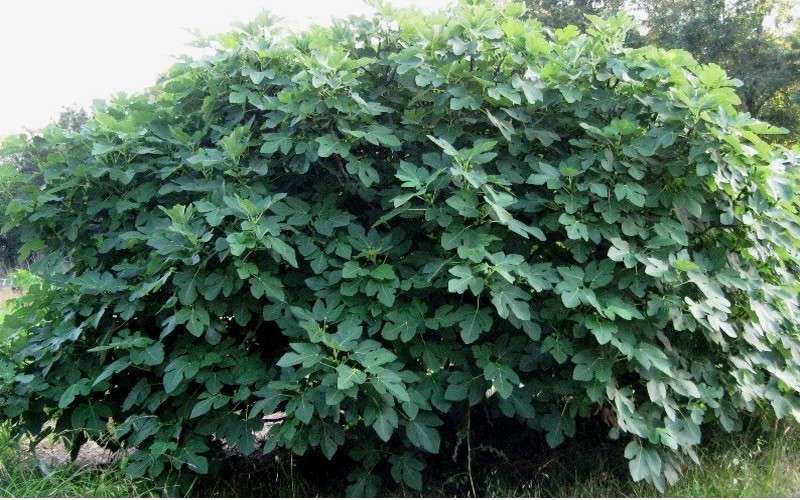 Celeste Fig Tree - 1 Gallon Pot