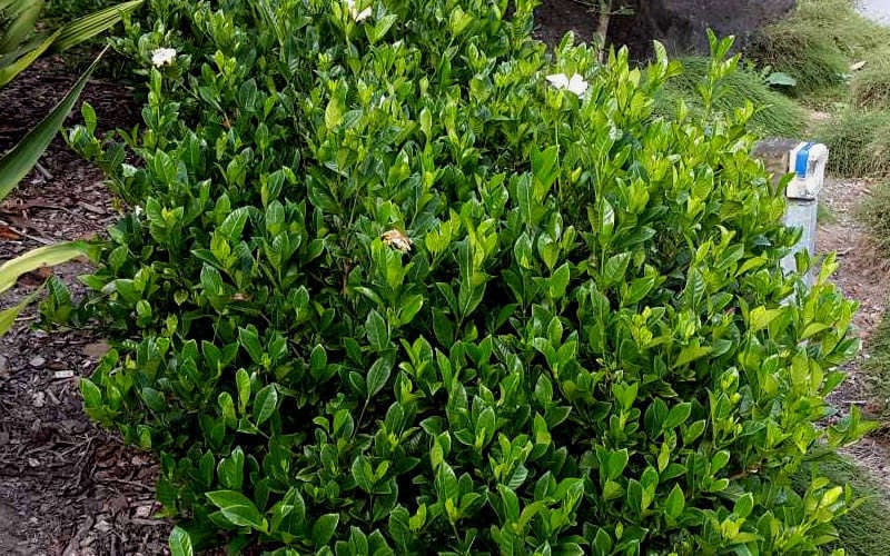  August Beauty Gardenia - 6 Pack Of 1 Gallon Pots
