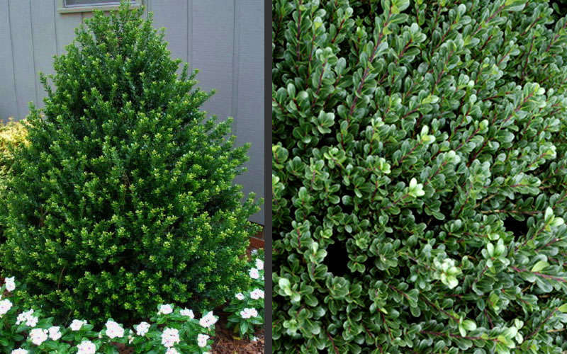  Pyramidal Compacta Japanese Holly - 3 Gallon Pot