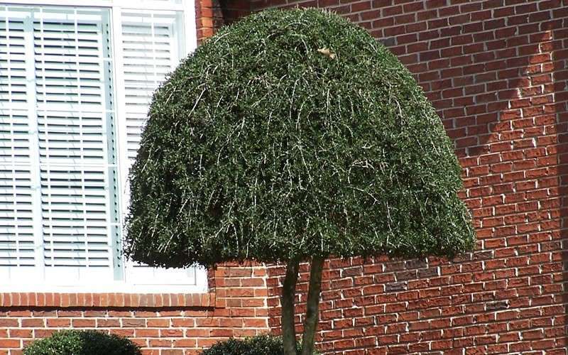  Pride Of Houston Yaupon Holly Tree - 7 Gallon Pot (4-5')