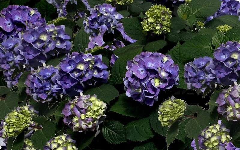  Bloomstruck Endless Summer Hydrangea - 1 Gallon Pot