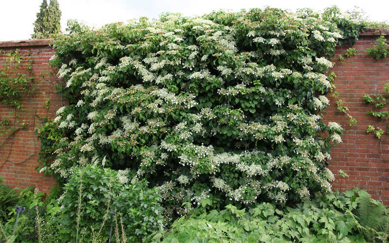  Moonlight Climbing Hydrangea - 5 Gallon Pot