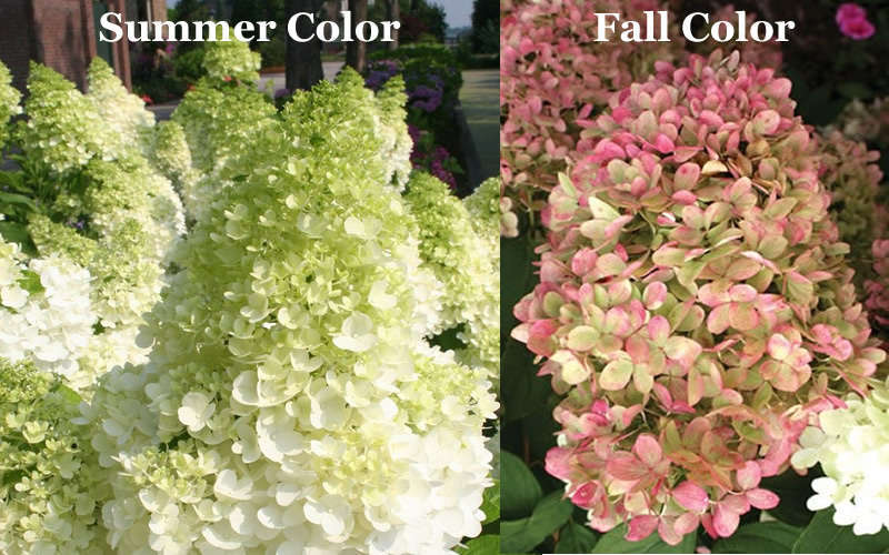  Limelight PeeGee Hydrangea - 1 Gallon Pot