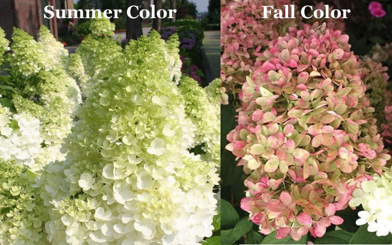  Limelight PeeGee Hydrangea - 6 Pack Of 1 Gallon Pots
