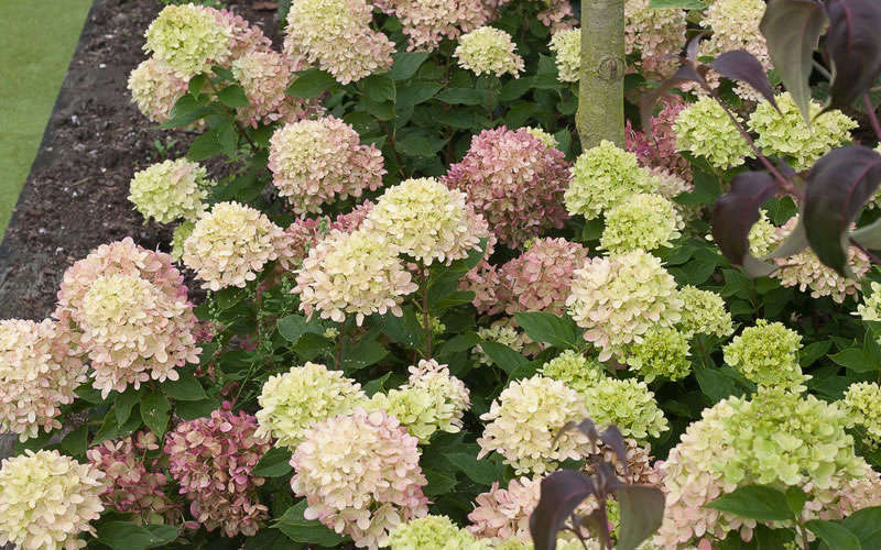  Little Lime Hydrangea - Single Trunk Tree Form - 7 Gallon Pot