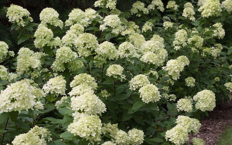  Little Lime Hydrangea - 6 Pack Of 1 Gallon Pots