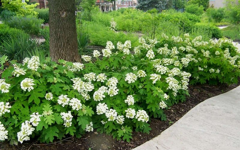 Pee Wee Dwarf Oakleaf Hydrangea - 1 Gallon Pot