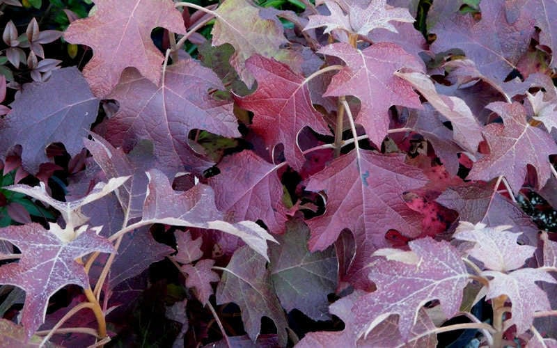  Pee Wee Dwarf Oakleaf Hydrangea - 1 Gallon Pot