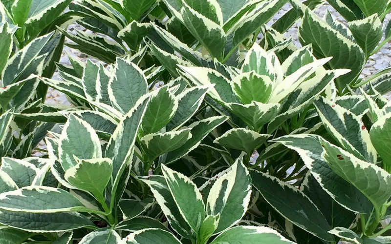  Mariesii Variegated Lacecap Hydrangea - 3 Gallon Pot