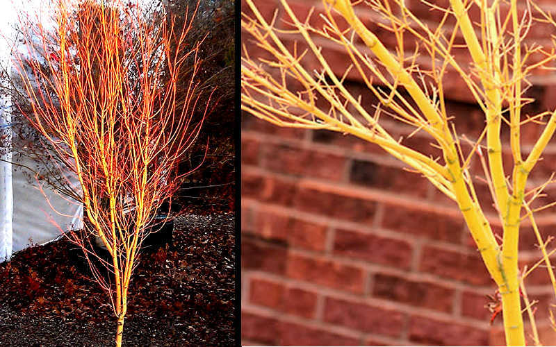 Bihou Yellow Bark Japanese Maple - 1 Gallon Pot