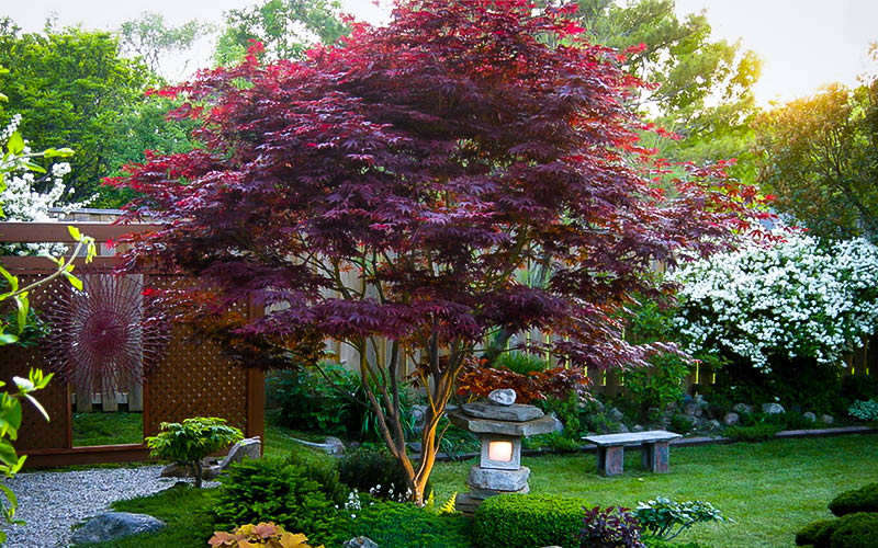  Bloodgood Red Leaf Japanese Maple - 2 Gallon Pot