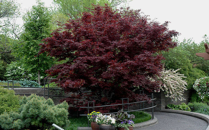  Bloodgood Red Leaf Japanese Maple - 2 Gallon Pot